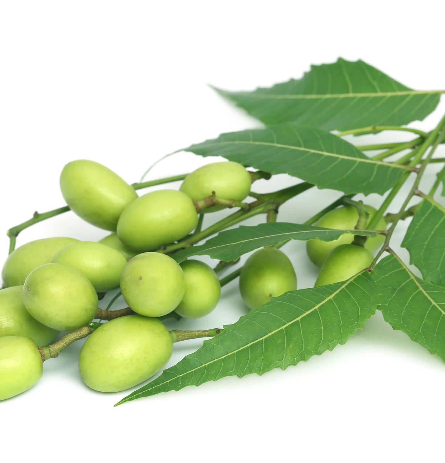 Neem Plant Silk Serum Healing Strength